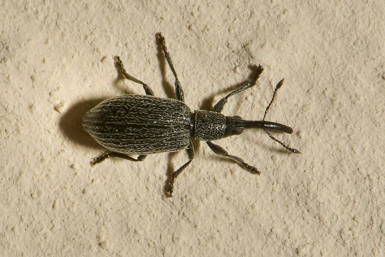 Apionidae: Stenopterapion sp.?  S, Stenopterapion intermedium